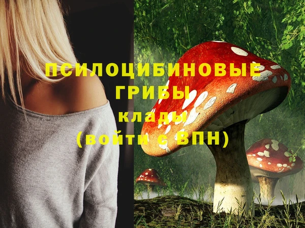стаф Богданович